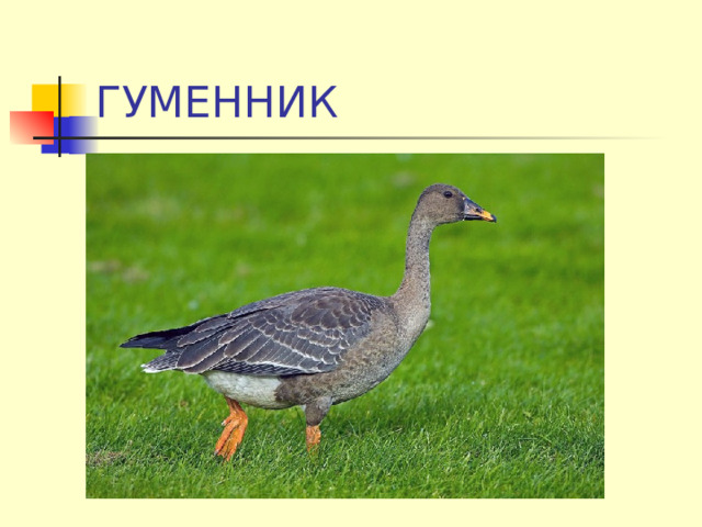 ГУМЕННИК 