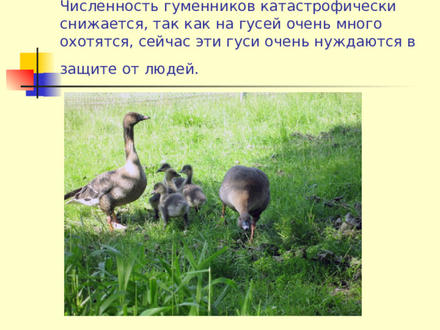 Численность гуменников катастрофически снижается, так как на гусей очень много охотятся, сейчас эти гуси очень нуждаются в защите от людей.  