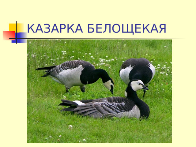 КАЗАРКА БЕЛОЩЕКАЯ 