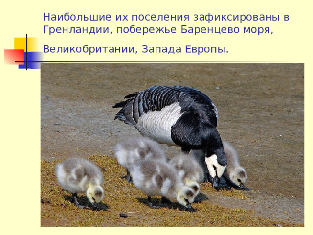Наибольшие их поселения зафиксированы в Гренландии, побережье Баренцево моря, Великобритании, Запада Европы.  