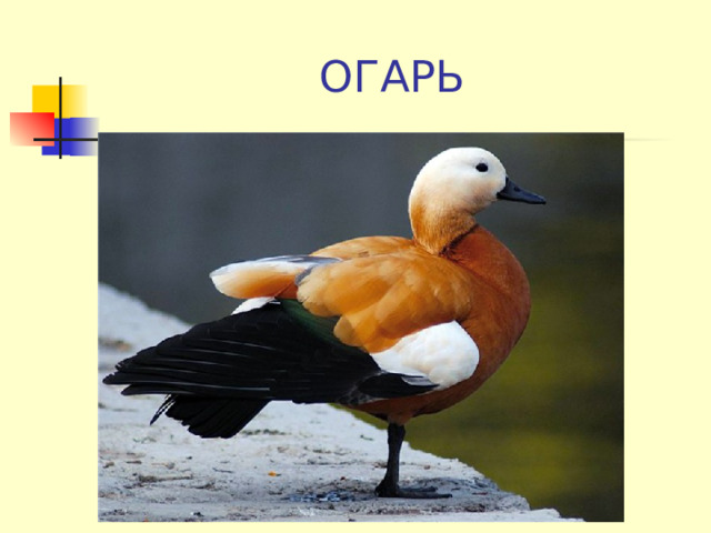ОГАРЬ 
