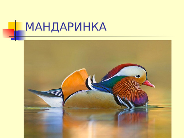 МАНДАРИНКА 