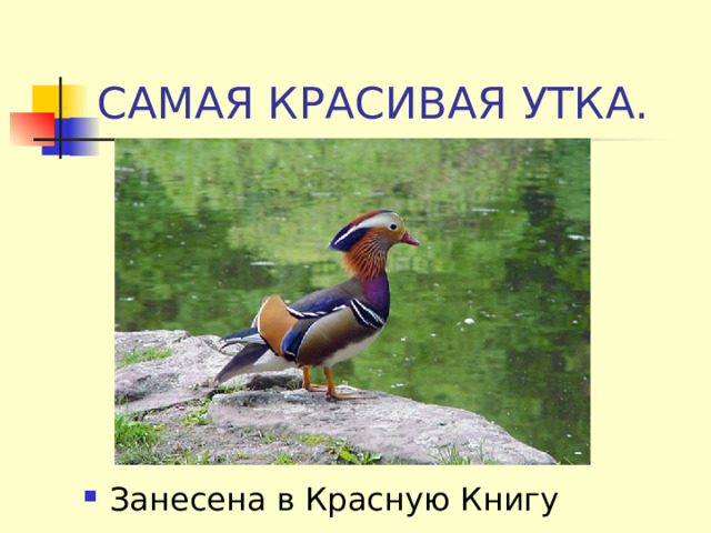 САМАЯ КРАСИВАЯ УТКА. Занесена в Красную Книгу 
