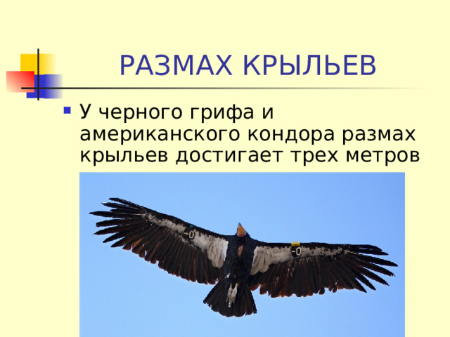 РАЗМАХ КРЫЛЬЕВ У черного грифа и американского кондора размах крыльев достигает трех метров  