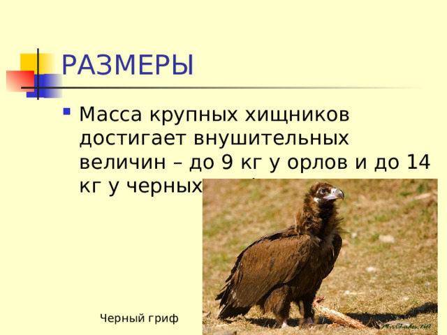 РАЗМЕРЫ Масса крупных хищников достигает внушительных величин – до 9 кг у орлов и до 14 кг у черных грифов. Черный гриф 