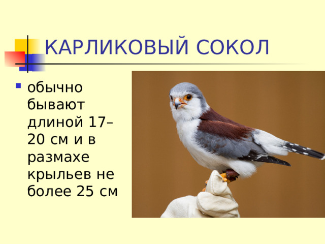 КАРЛИКОВЫЙ СОКОЛ обычно бывают длиной 17–20 см и в размахе крыльев не более 25 см 