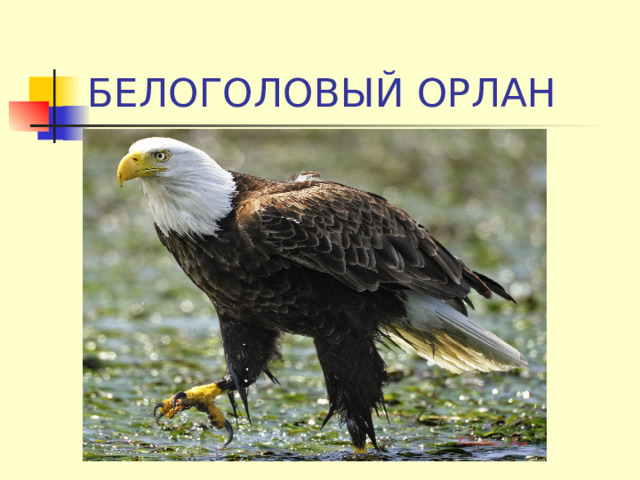 БЕЛОГОЛОВЫЙ ОРЛАН 