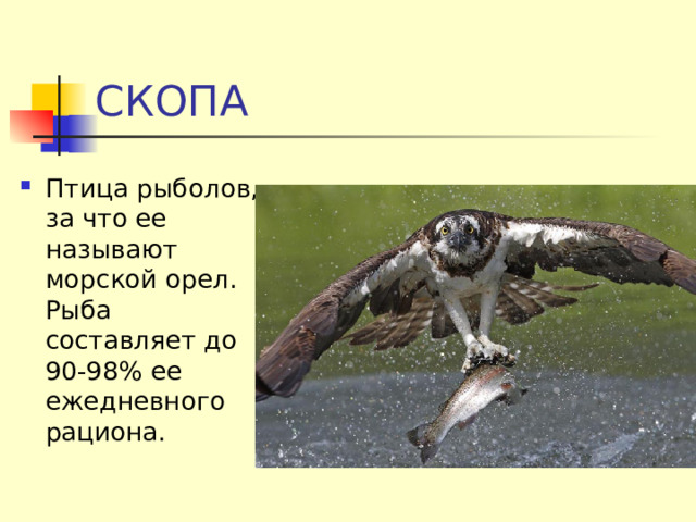 СКОПА Птица рыболов, за что ее называют морской орел.  Рыба составляет до 90-98% ее ежедневного рациона.  