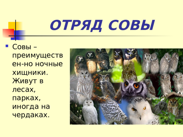 ОТРЯД СОВЫ Совы – преимуществен-но ночные хищники. Живут в лесах, парках, иногда на чердаках. 