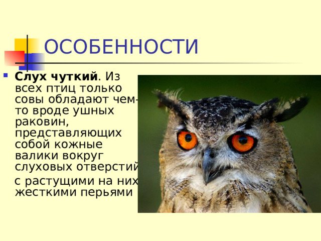 ОСОБЕННОСТИ Слух чуткий . Из всех птиц только совы обладают чем-то вроде ушных раковин, представляющих собой кожные валики вокруг слуховых отверстий  с растущими на них жесткими перьями 