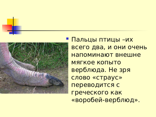 Пальцы птицы –их всего два, и они очень напоминают внешне мягкое копыто верблюда. Не зря слово «страус» переводится с греческого как «воробей-верблюд». 