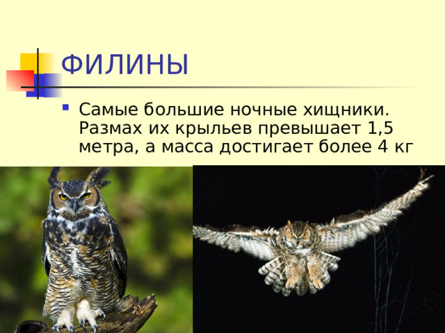 ФИЛИНЫ Самые большие ночные хищники. Размах их крыльев превышает 1,5 метра, а масса достигает более 4 кг  