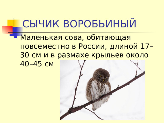 СЫЧИК ВОРОБЬИНЫЙ Маленькая сова, обитающая повсеместно в России, длиной 17–30 см и в размахе крыльев около 40–45 см 