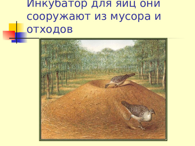 Инкубатор для яиц они сооружают из мусора и отходов 