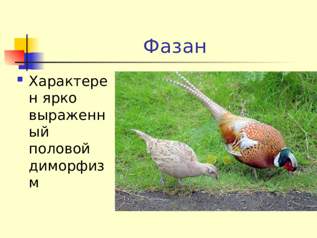 Фазан Характерен ярко выраженный половой диморфизм 