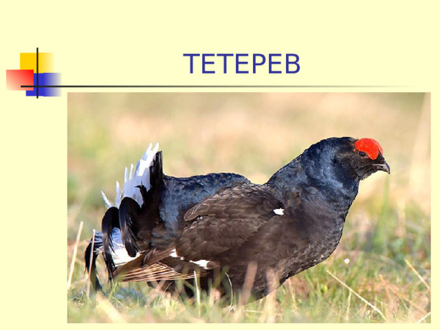 ТЕТЕРЕВ 