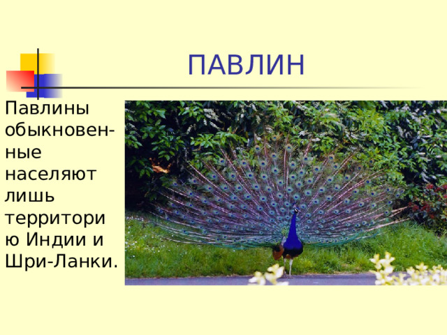 ПАВЛИН Павлины обыкновен-ные населяют лишь территорию Индии и Шри-Ланки. 