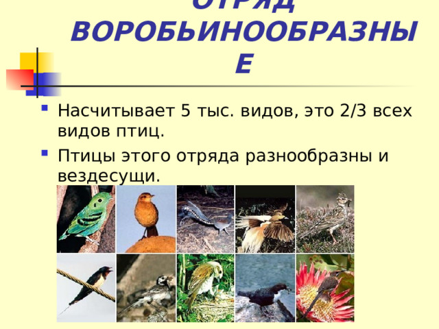 ОТРЯД ВОРОБЬИНООБРАЗНЫЕ Насчитывает 5 тыс. видов, это 2/3 всех видов птиц. Птицы этого отряда разнообразны и вездесущи. 