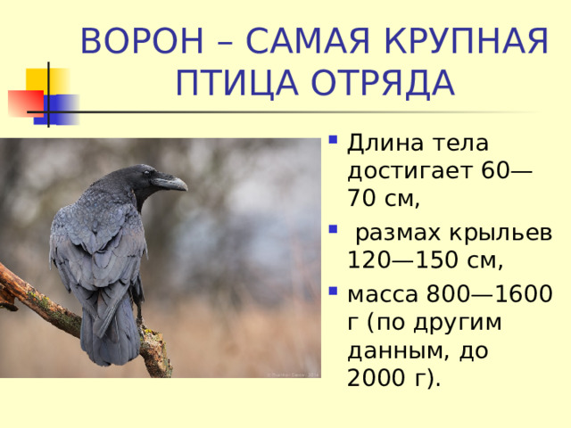 ВОРОН – САМАЯ КРУПНАЯ ПТИЦА ОТРЯДА Длина тела достигает 60—70 см,  размах крыльев 120—150 см, масса 800—1600 г (по другим данным, до 2000 г). 