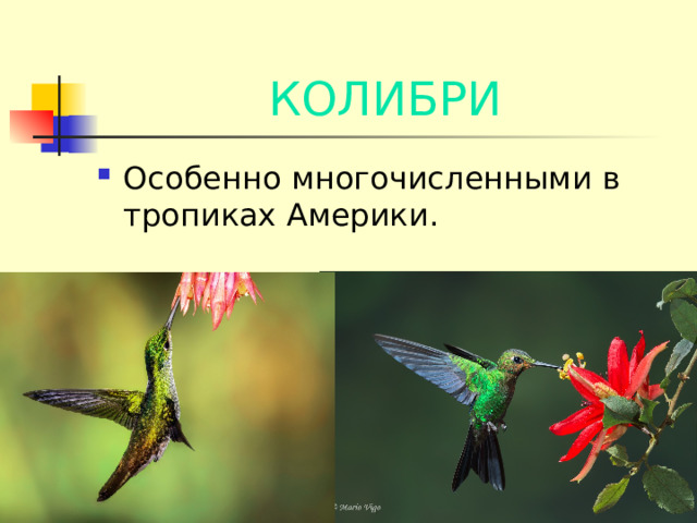 КОЛИБРИ Особенно многочисленными в тропиках Америки. 