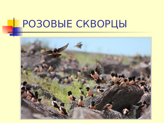 РОЗОВЫЕ СКВОРЦЫ 