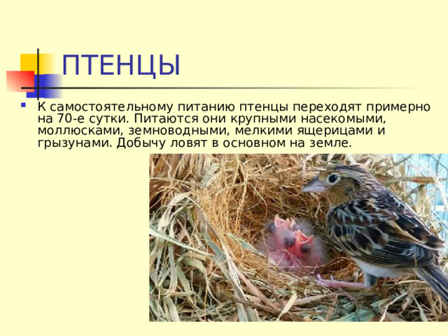 ПТЕНЦЫ К самостоятельному питанию птенцы переходят примерно на 70-е сутки. Питаются они крупными насекомыми, моллюсками, земноводными, мелкими ящерицами и грызунами. Добычу ловят в основном на земле. 