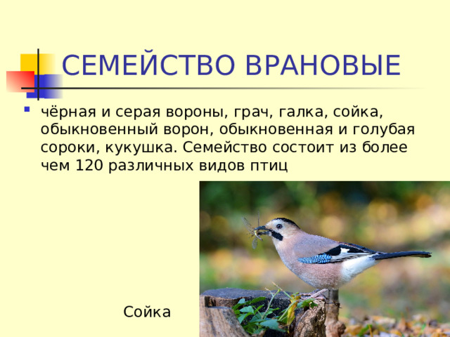 СЕМЕЙСТВО ВРАНОВЫЕ чёрная и серая вороны, грач, галка, сойка, обыкновенный ворон, обыкновенная и голубая сороки, кукушка. Семейство состоит из более чем 120 различных видов птиц Сойка 