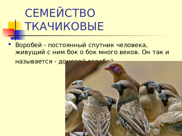 СЕМЕЙСТВО ТКАЧИКОВЫЕ Воробей - постоянный спутник человека, живущий с ним бок о бок много веков. Он так и называется - домовой воробей . 