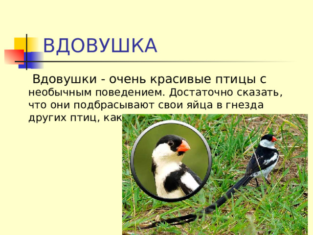 ВДОВУШКА  Вдовушки - очень красивые птицы с необычным поведением. Достаточно сказать, что они подбрасывают свои яйца в гнезда других птиц, как и кукушки. 