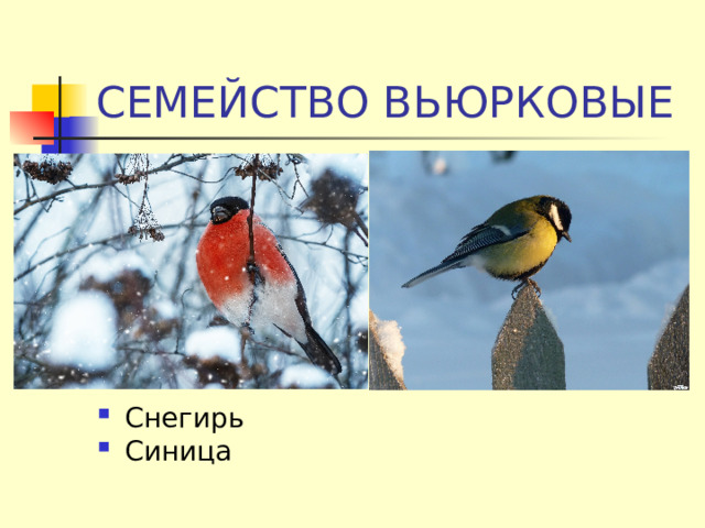 СЕМЕЙСТВО ВЬЮРКОВЫЕ Снегирь Синица 