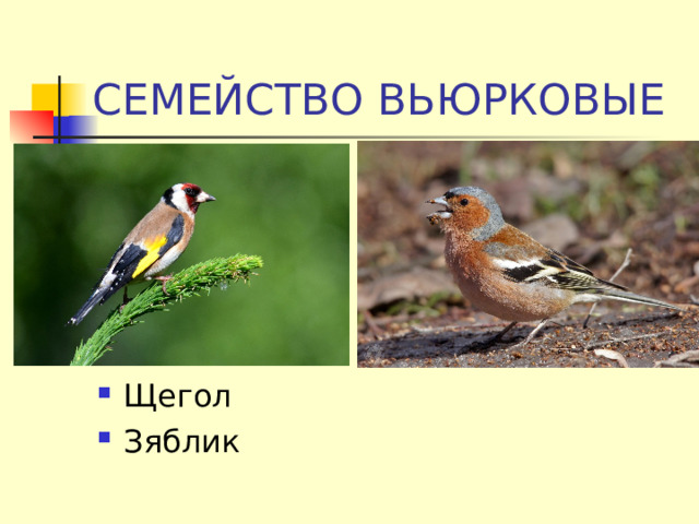 СЕМЕЙСТВО ВЬЮРКОВЫЕ Щегол Зяблик 