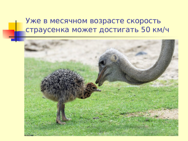 Уже в месячном возрасте скорость страусенка может достигать 50 км/ч 