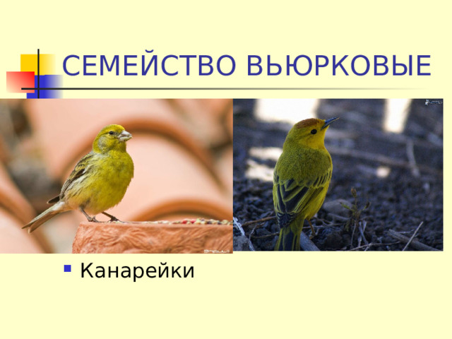 СЕМЕЙСТВО ВЬЮРКОВЫЕ Канарейки 
