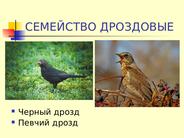 СЕМЕЙСТВО ДРОЗДОВЫЕ Черный дрозд Певчий дрозд 