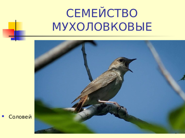 СЕМЕЙСТВО МУХОЛОВКОВЫЕ Соловей 