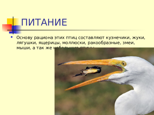 ПИТАНИЕ Основу рациона этих птиц составляют кузнечики, жуки, лягушки, ящерицы, моллюски, ракообразные, змеи, мыши, а так же небольшие птицы  