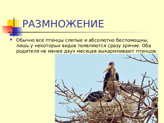 РАЗМНОЖЕНИЕ Обычно все птенцы слепые и абсолютно беспомощны, лишь у некоторых видов появляются сразу зрячие. Оба родителя не менее двух месяцев выкармливают птенцов . 