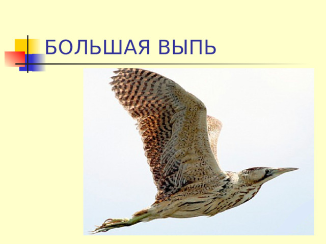 БОЛЬШАЯ ВЫПЬ 