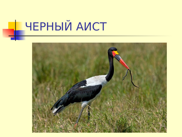ЧЕРНЫЙ АИСТ 