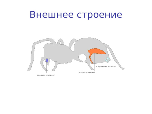 Внешнее строение 