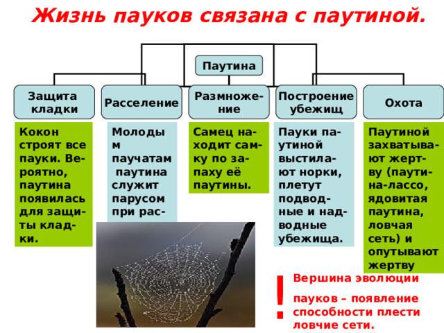 Жизнь пауков связана с паутиной. Паутина Охота Построение убежищ Размноже- ние Расселение Защита кладки Кокон строят все пауки. Ве-роятно, паутина появилась для защи-ты клад-ки. Молодым паучатам паутина служит парусом при рас-селении. Самец на-ходит сам-ку по за-паху её паутины. Пауки па-утиной выстила-ют норки, плетут подвод-ные и над-водные убежища. Паутиной захватыва-ют жерт-ву (паути-на-лассо, ядовитая паутина, ловчая сеть) и опутывают жертву ! Вершина эволюции пауков – появление способности плести ловчие сети. 