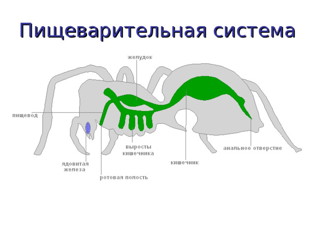 Пищеварительная система 