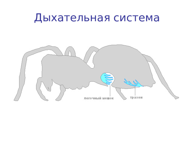 Дыхательная система 