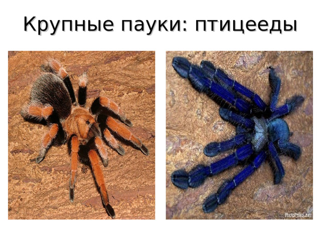 Крупные пауки: птицееды 
