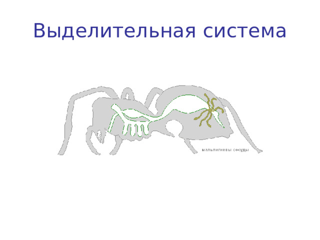 Выделительная система 