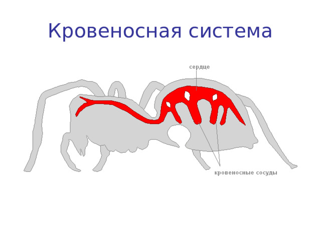 Кровеносная система 