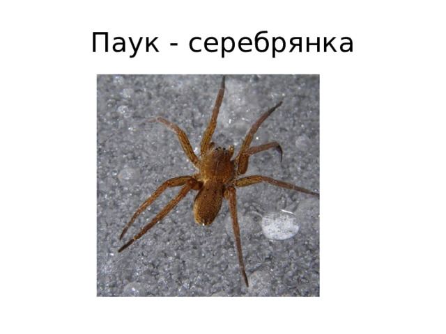 Паук - серебрянка 
