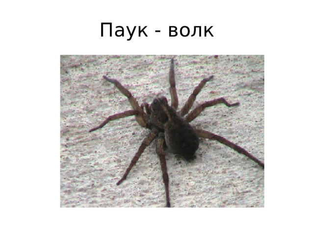 Паук - волк 