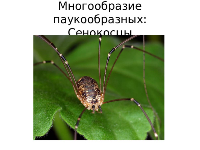 Многообразие паукообразных:  Сенокосцы 