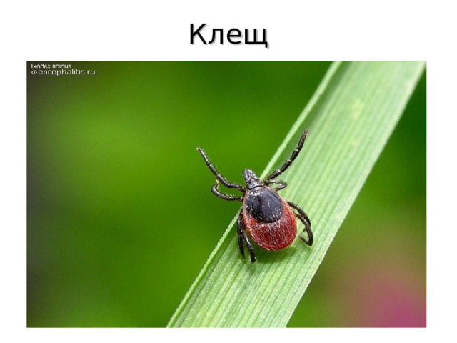 Клещ 